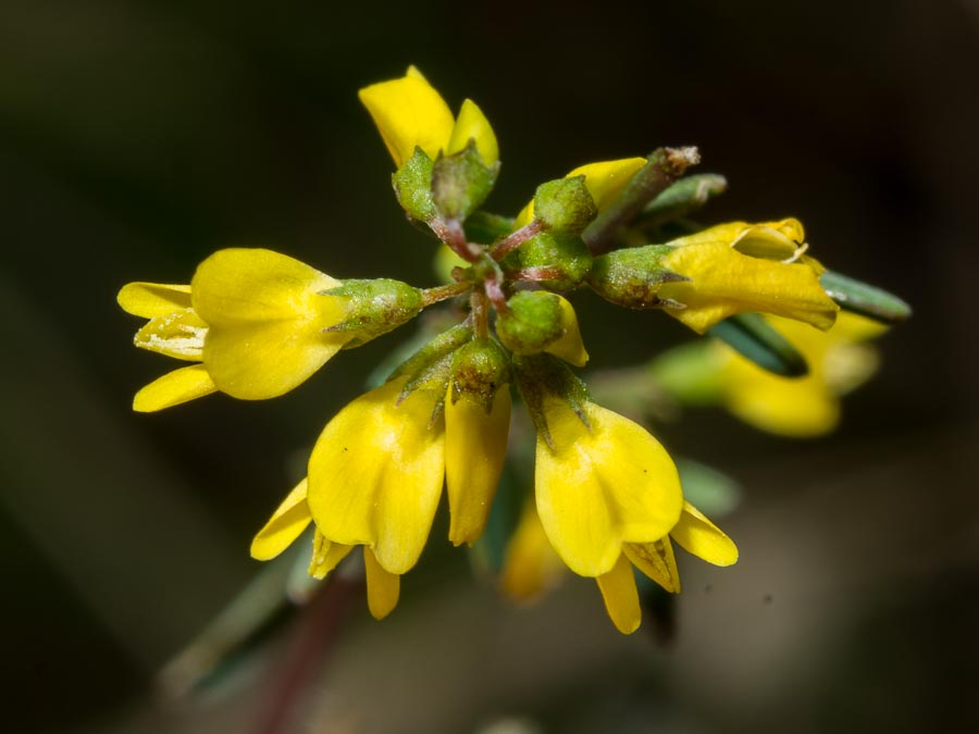 Trigonella altissima (=Melilotus altissimus) / Meliloto altissimo